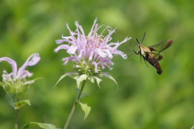 雪莓清翅(Hemaris diffinis)