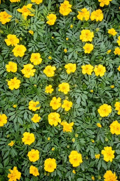 金盏花