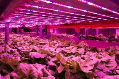 在水产养殖系统中，特殊的LED灯带在生菜上方，结合了鱼类养殖和水培，在室内人工照明下在水中种植植物
