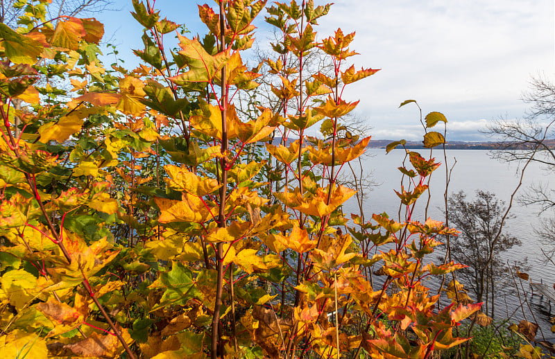 湖上的美丽景色Vättern, Jönköping，瑞典。十月的一个阳光明媚的日子，枫叶呈现出真正美