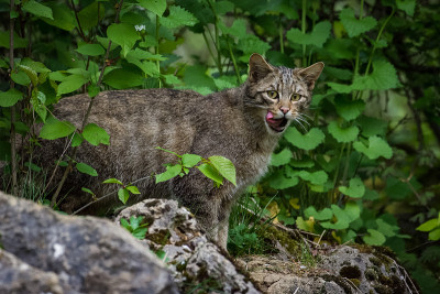 欧洲野猫，从灌木丛中伸出舌头