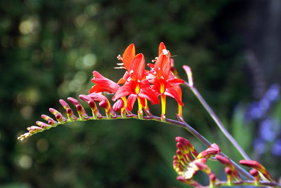 Crocosmia