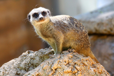 Suricate