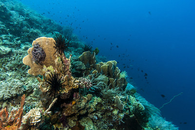 Bunaken国家海洋公园。印尼