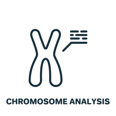 染色体分析线图标。X和Y染色体研究。生物学测试XY染色体轮廓图标。可编辑的中风。孤立的矢量图
