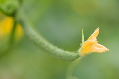黄瓜雌花