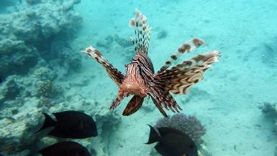 红海里的狮子鱼。