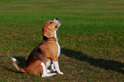犬种小猎犬
