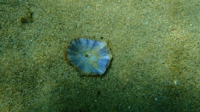 爱琴海海底的地中海帽贝或有放射状地中海帽贝(盔贝)