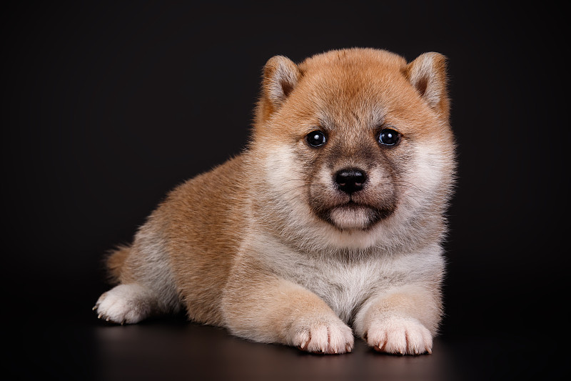 日本柴犬的彩色背景