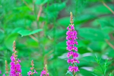 Lythrum