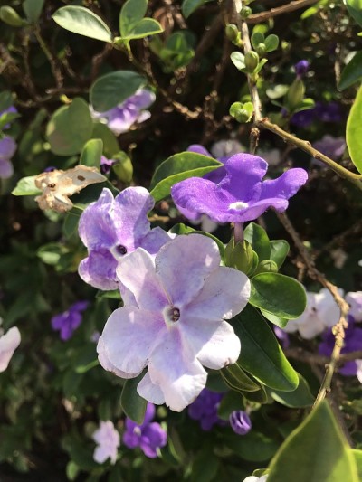 马纳卡独角龙