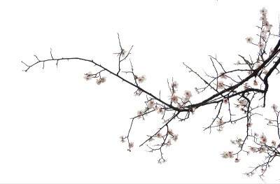 花无论在哪里都是美丽的。
