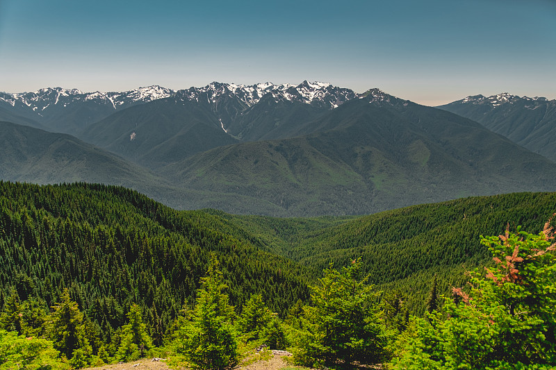 夏季的奥林匹克山脉，从奥林匹克国家公园的飓风山小径观看