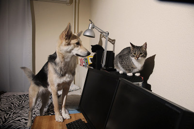 好奇的狗想见一只小猫。室内
