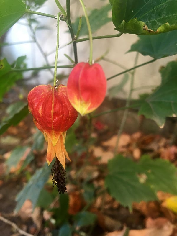 Farolito的结果。Abutilon