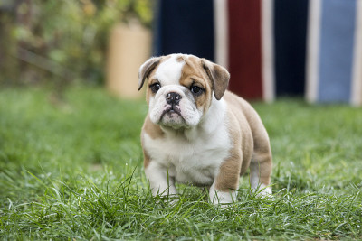 可爱的英国斗牛犬幼犬