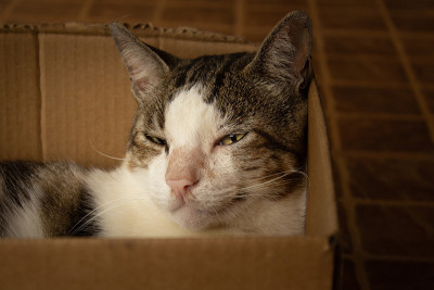 猫在盒子里休息。