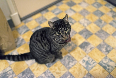 花猫坐在厨房的格子地板上。