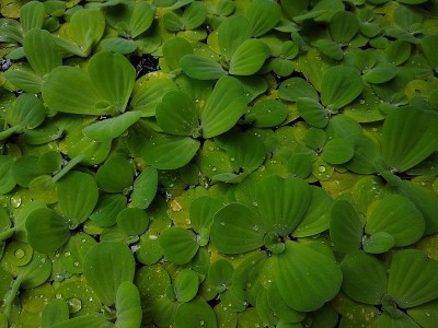 水莴苣(水草)水生植物