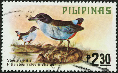 菲律宾邮票上的Steere's Pitta