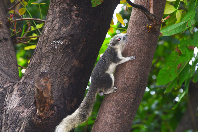 灰松鼠Sciurus carolinensis