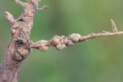 羽扇豆根的结节。大气中的固氮细菌生活在里面。