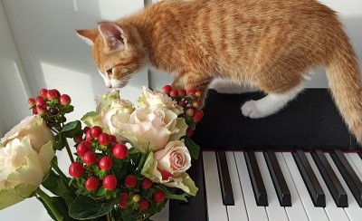 键盘合成器上的红猫和鲜花
