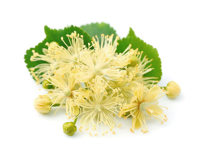 林登花