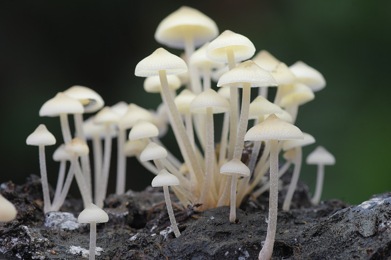 泰国和东南亚的白蘑菇雨林。