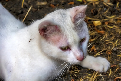 靠近可爱的朋友在自然界的猫