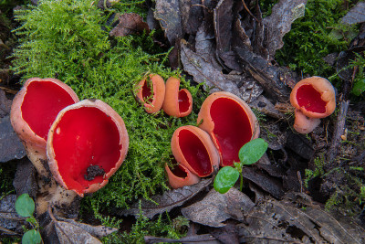 Scalet elfcup