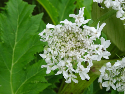 大猪草的花，学名Heracleum mantegazzianum