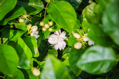 绿色花园背景中的一簇含苞待放的茉莉花。美丽的阿拉伯茉莉花(茉莉花sambac)芽花在树上。
