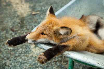 死狐狸