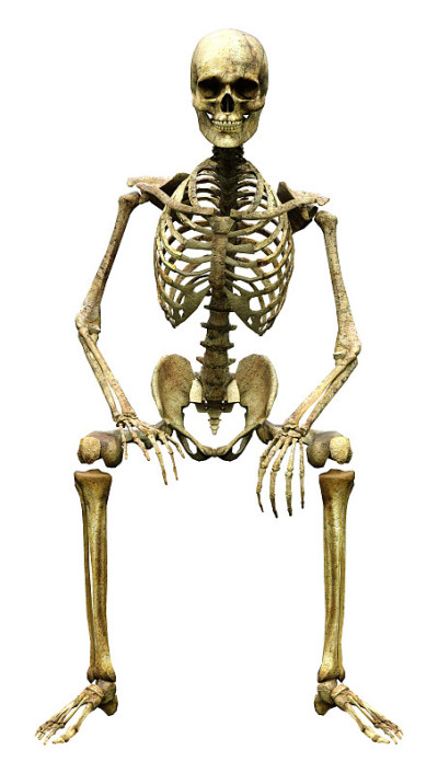 3D渲染人体骨骼在白色