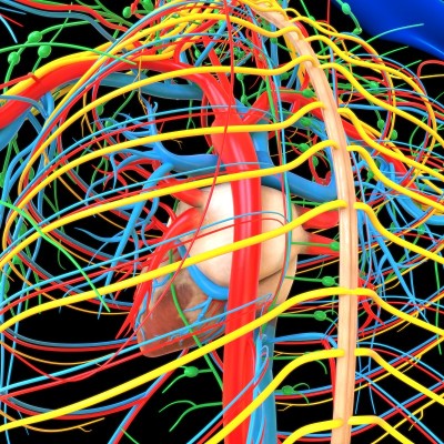 人体心脏与循环系统解剖医学概念3D