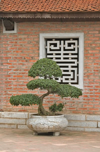 盆景