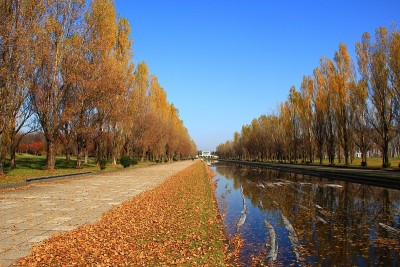 杨树绿树成荫