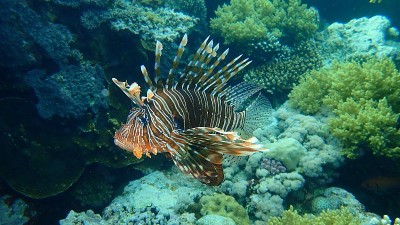 常见的狮子鱼或魔鬼鱼(翼狮鱼英里)在红海海底