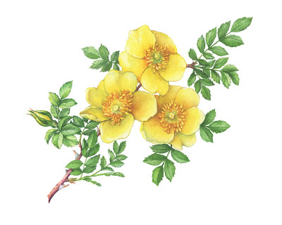 枝花黄蔷薇叶(中国称为金玫瑰，奥地利蔷薇)。水彩手绘插图，孤立的白色背景。