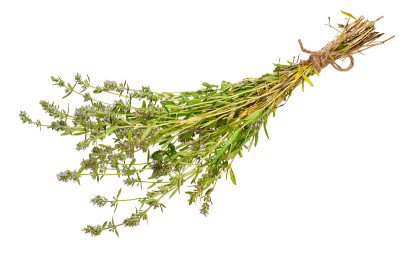 药用植物:百里香