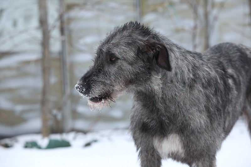 冬季花园里的爱尔兰猎狼犬