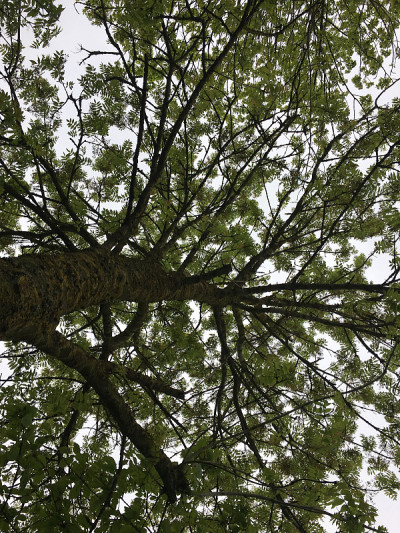 白蜡(Fraxinus excelsior)树- 2018年5月