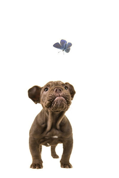 可爱的老英国牛头犬幼犬抬头望着白色背景上的一只蓝色蝴蝶