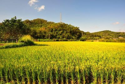 稻田里绿油油的稻田。春秋背景