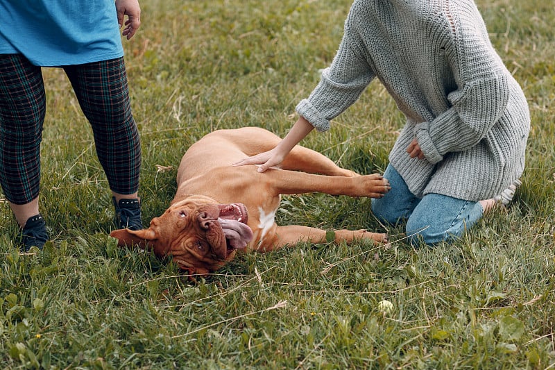 波尔多犬或法国獒犬与年轻女子在户外公园