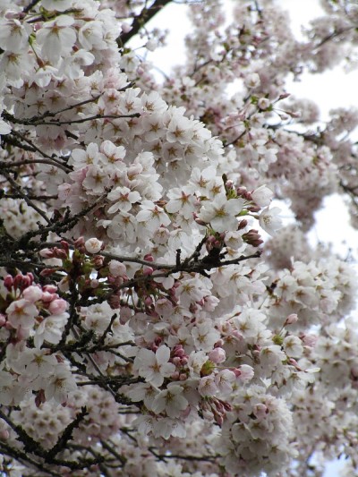 2020年4月，美丽的樱花在春天盛开