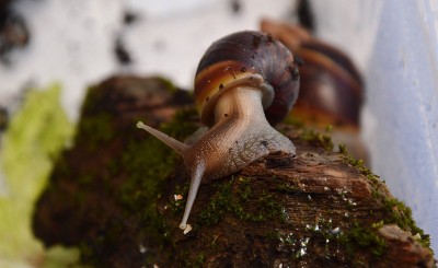 蜗牛阿查蒂纳