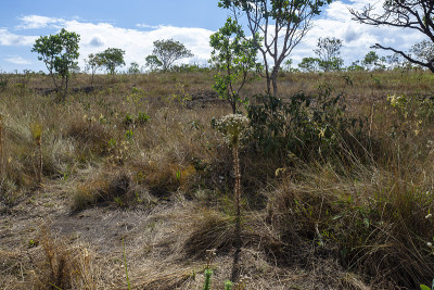 veadeiros的Chapada dos veadeiros